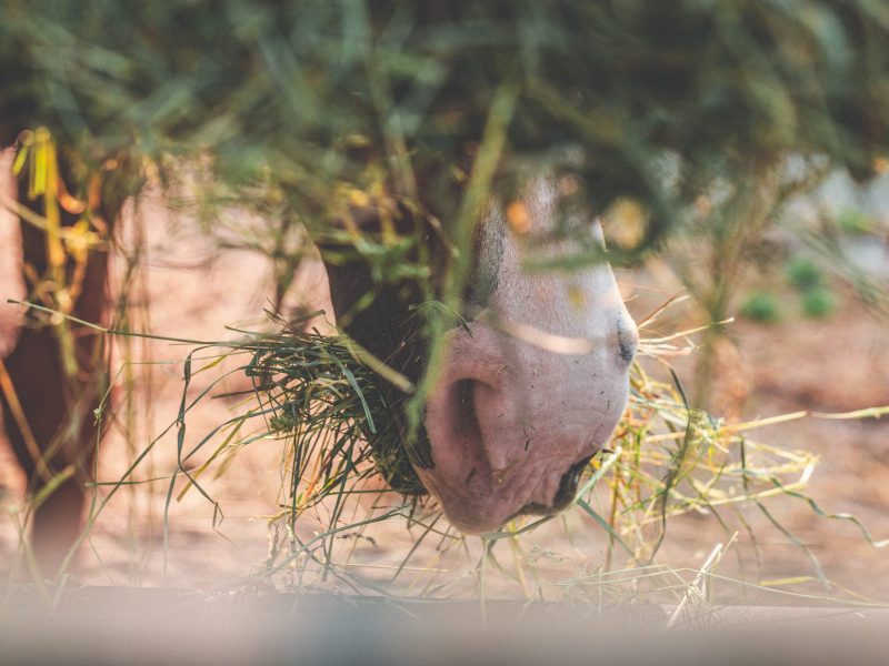 A closeup shot of a horse muzzle with dried grass